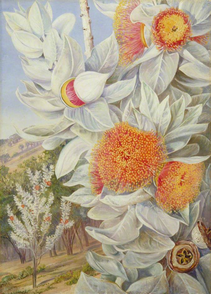 Марианна норт - wikiital.com