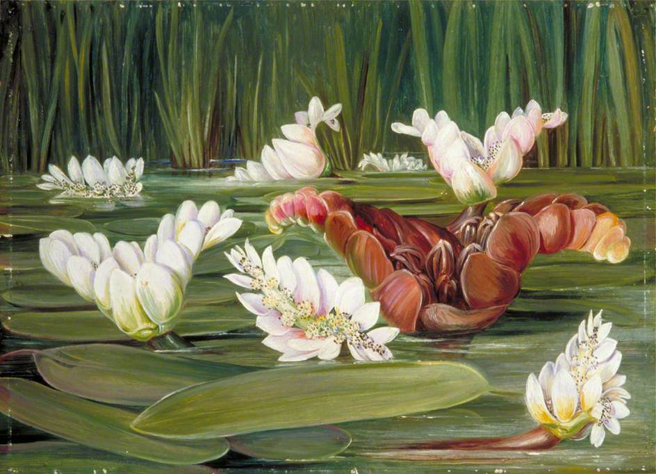 Марианна норт - marianne north