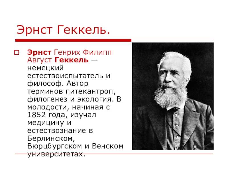 Эрнст геккель и его вклад в науку. реферат. экология. 2012-07-27